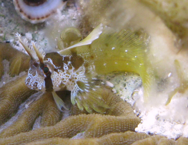 (Hypsoblennius) Род ГИПСОБЛЕННИУСЫ 16 видов